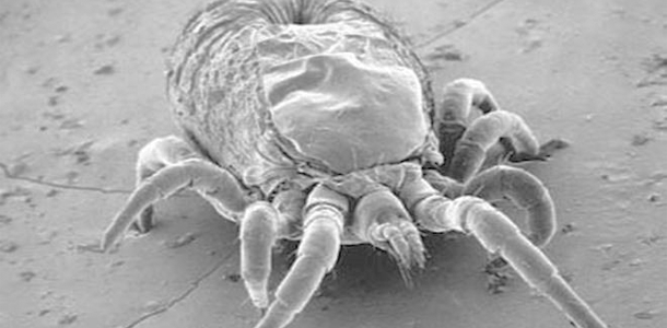 Red Mite image